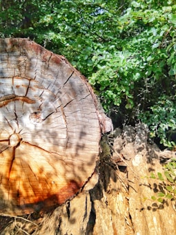 A close-up of a tree stump with visible growth rings, indicating its age. The stump is surrounded by lush green foliage, with sunlight casting shadows on its surface.