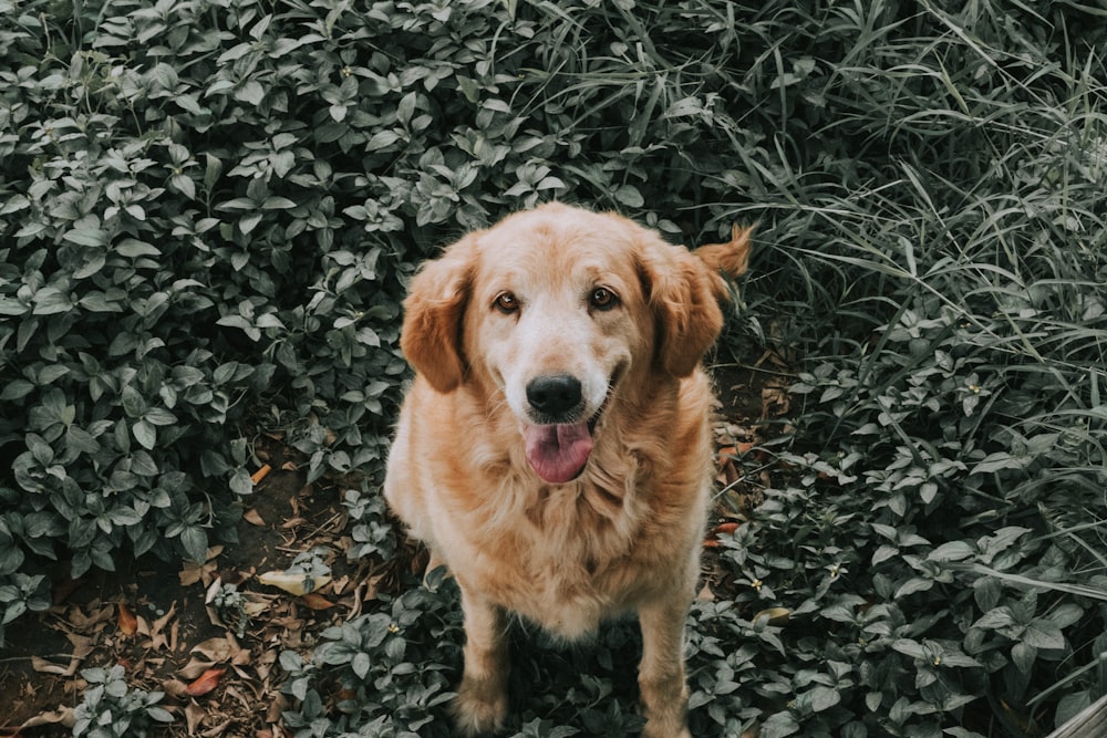 golden Labrador retriever in green field