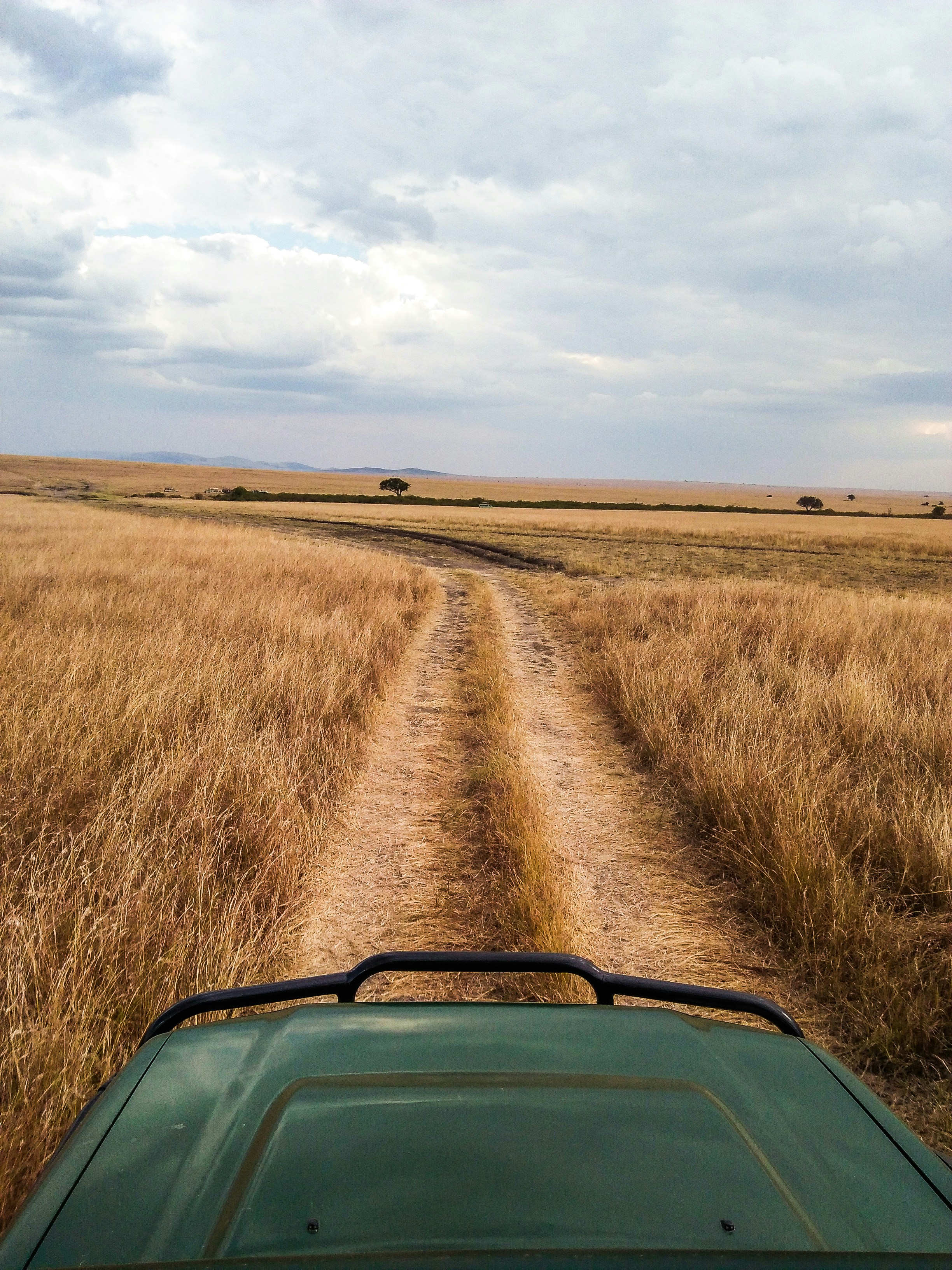 Green jeep safari vehicle on a dirt track in a forest with tall dry grass on both sides
