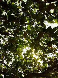 A colorful image of the Amazon rainforest canopy with sunlight filtering through dense green leaves.