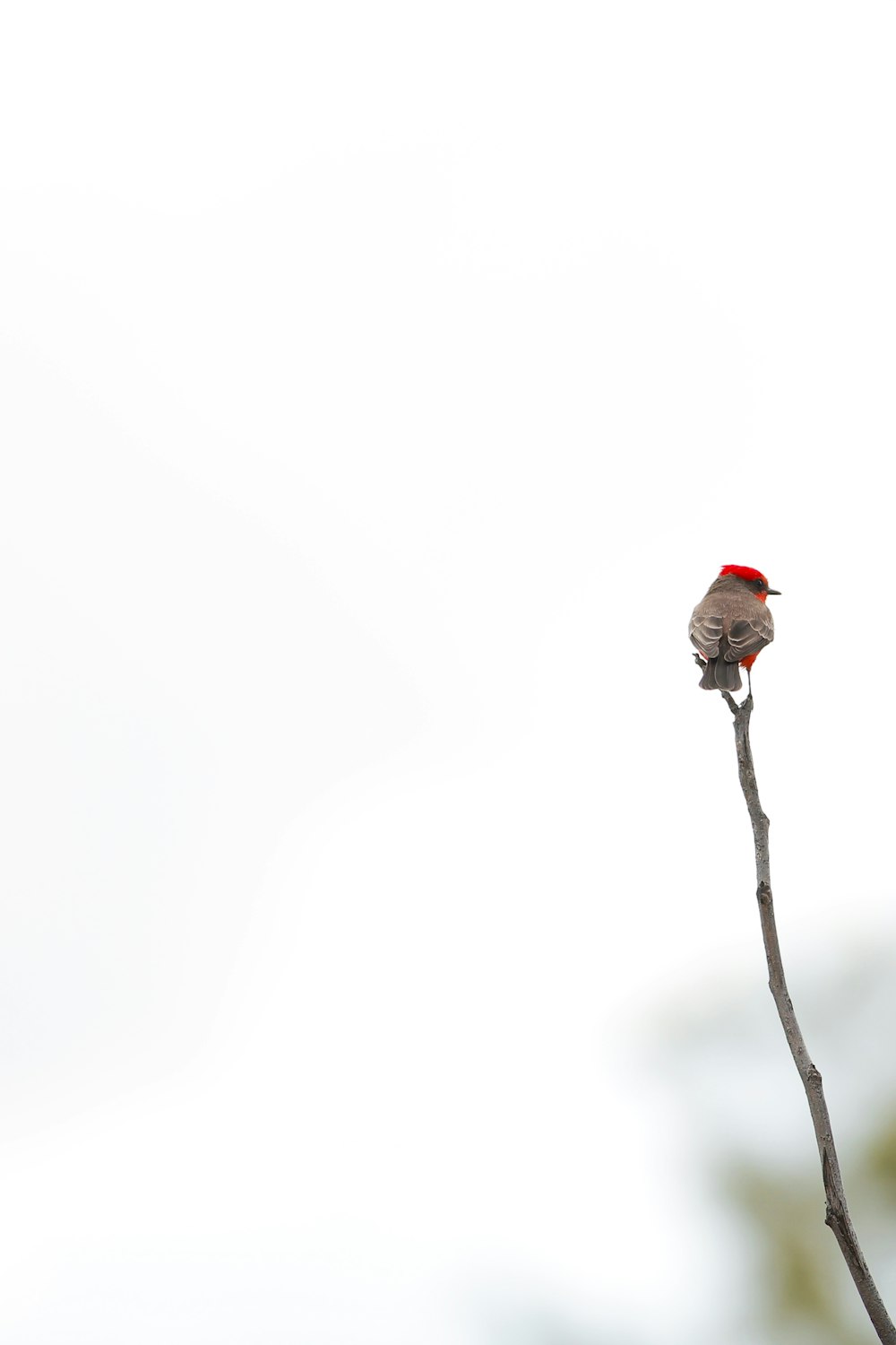 red bird perching on branch