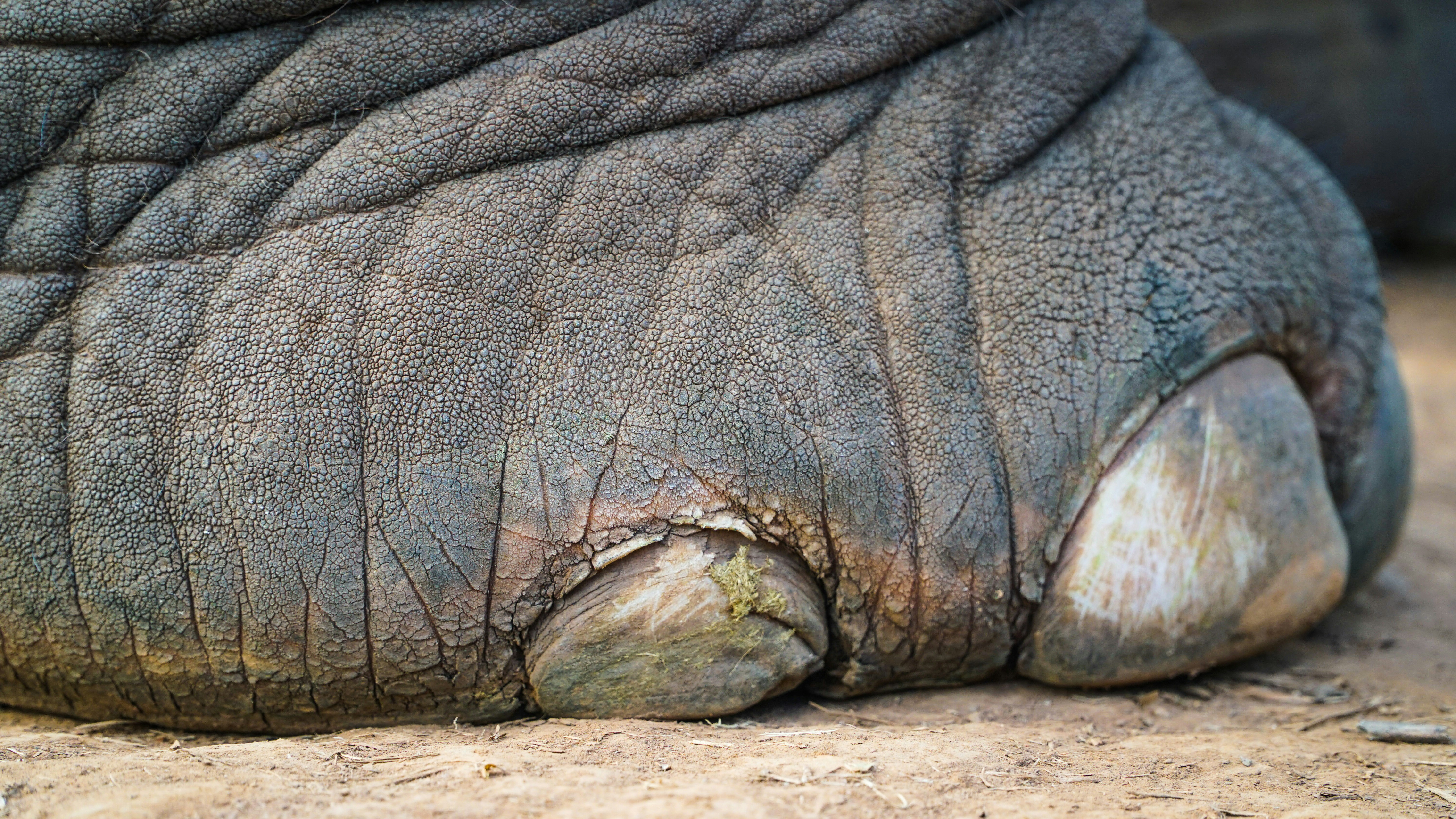 cracked elephant foot