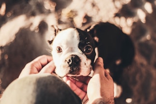A small black and white dog with wide eyes is looking up, framed by a pair of hands gently cradling its face. The background is softly blurred, suggesting an outdoor setting with warm, diffused lighting that casts a golden hue.