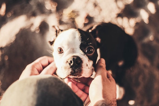 A small black and white dog with wide eyes is looking up, framed by a pair of hands gently cradling its face. The background is softly blurred, suggesting an outdoor setting with warm, diffused lighting that casts a golden hue.