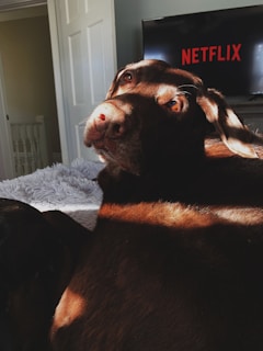 A brown dog is lying on a bed with its head turned towards the camera. Sunlight casts dramatic shadows across its fur. In the background, a television is on with the Netflix logo displayed on the screen.