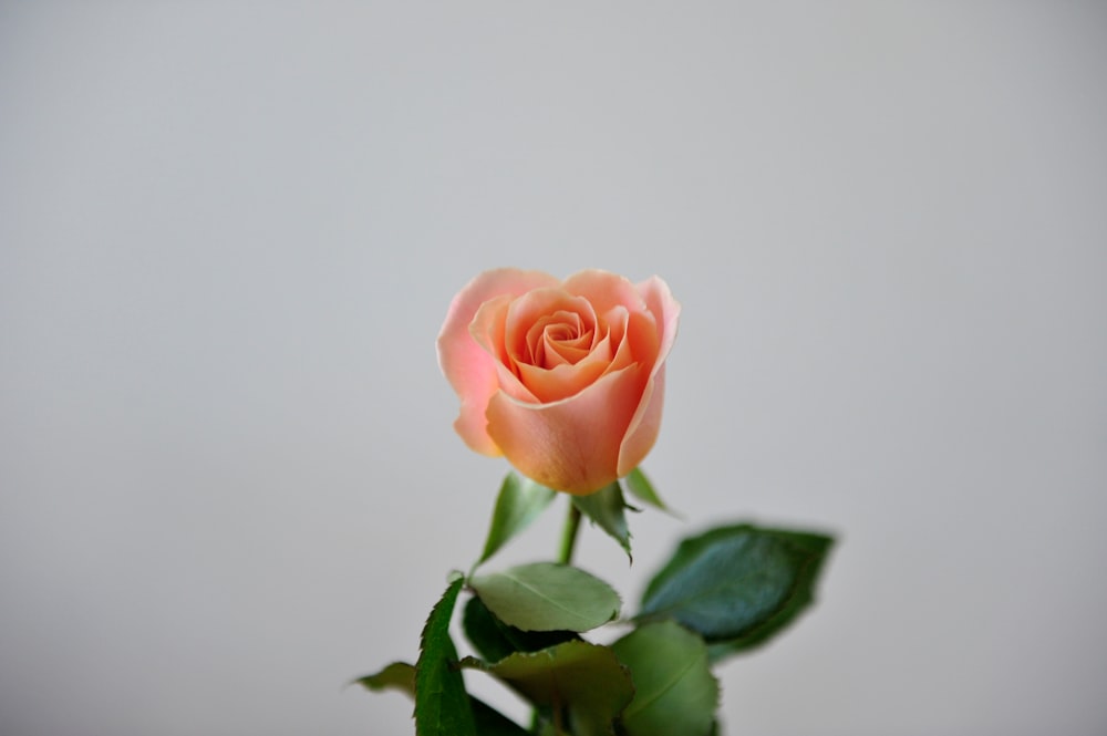 pink rose closeup photography