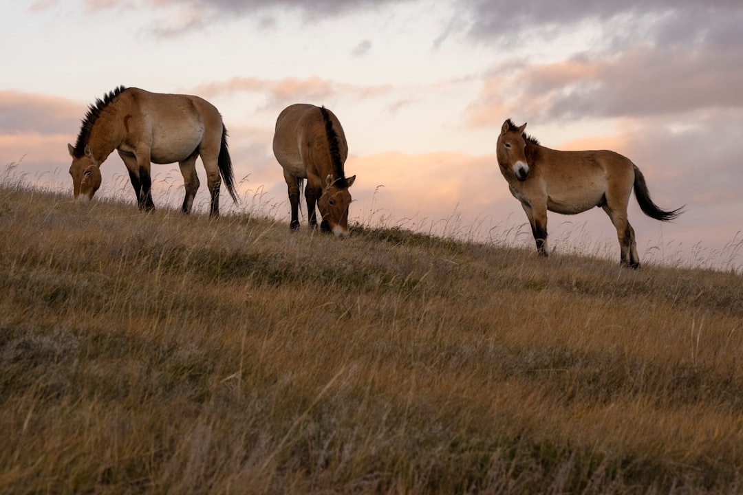 three brown horses on brown grass field