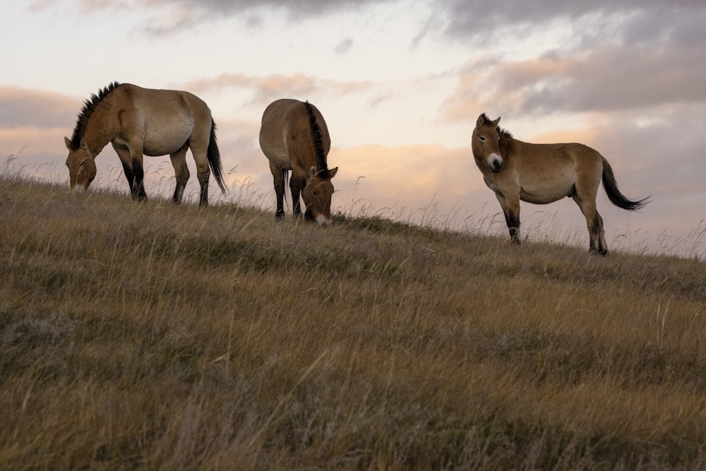 three brown horses on brown grass field