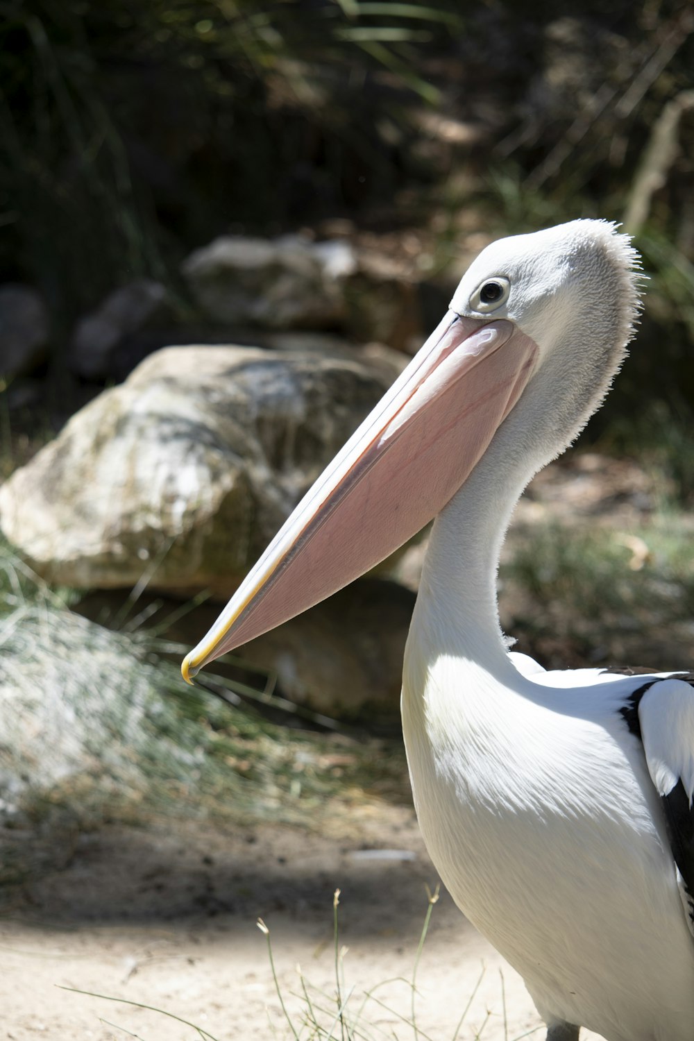 close-up photography of white pelican