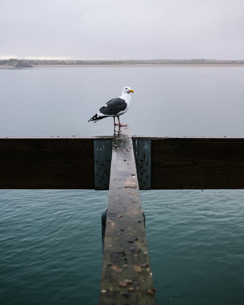 black and white seagull standing on wooden beam over the sea