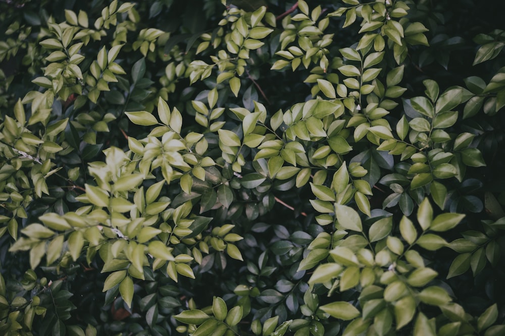 緑の葉植物の高角度撮影