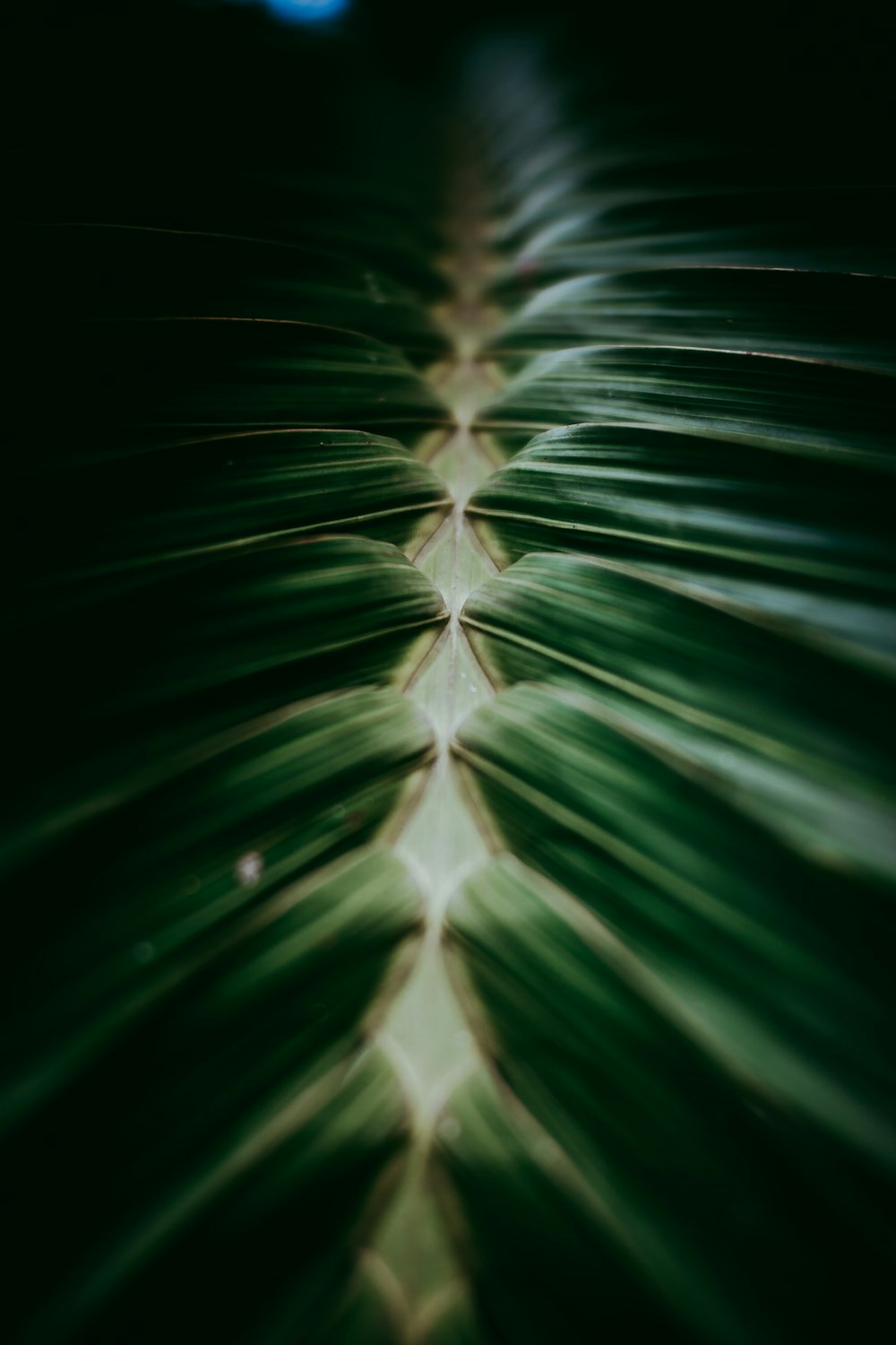 a long line of green leaves in the dark