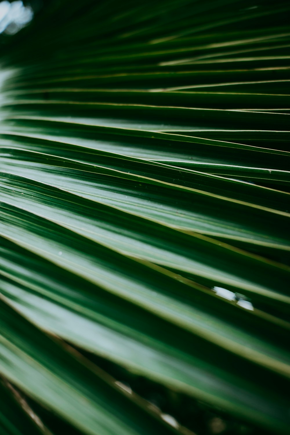 a close up of a green palm leaf