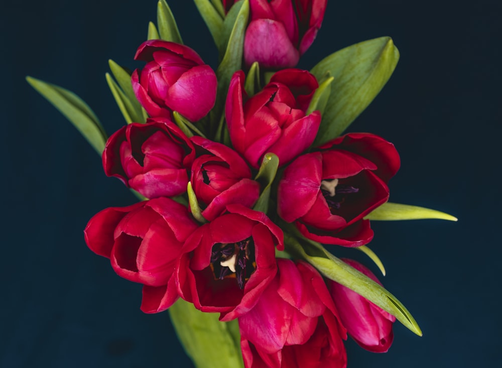 bouquet di tulipani rossi