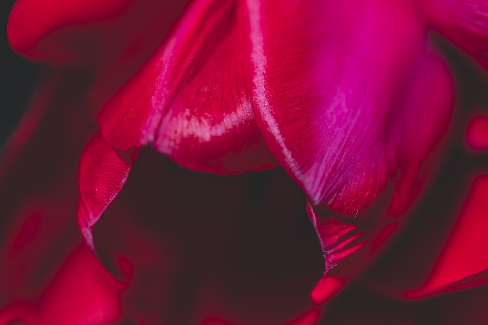 close-up photography of red petaled flower