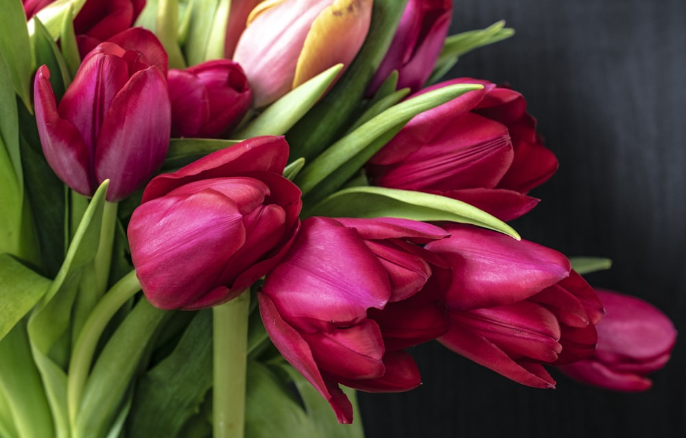 bouquet of tulips flower