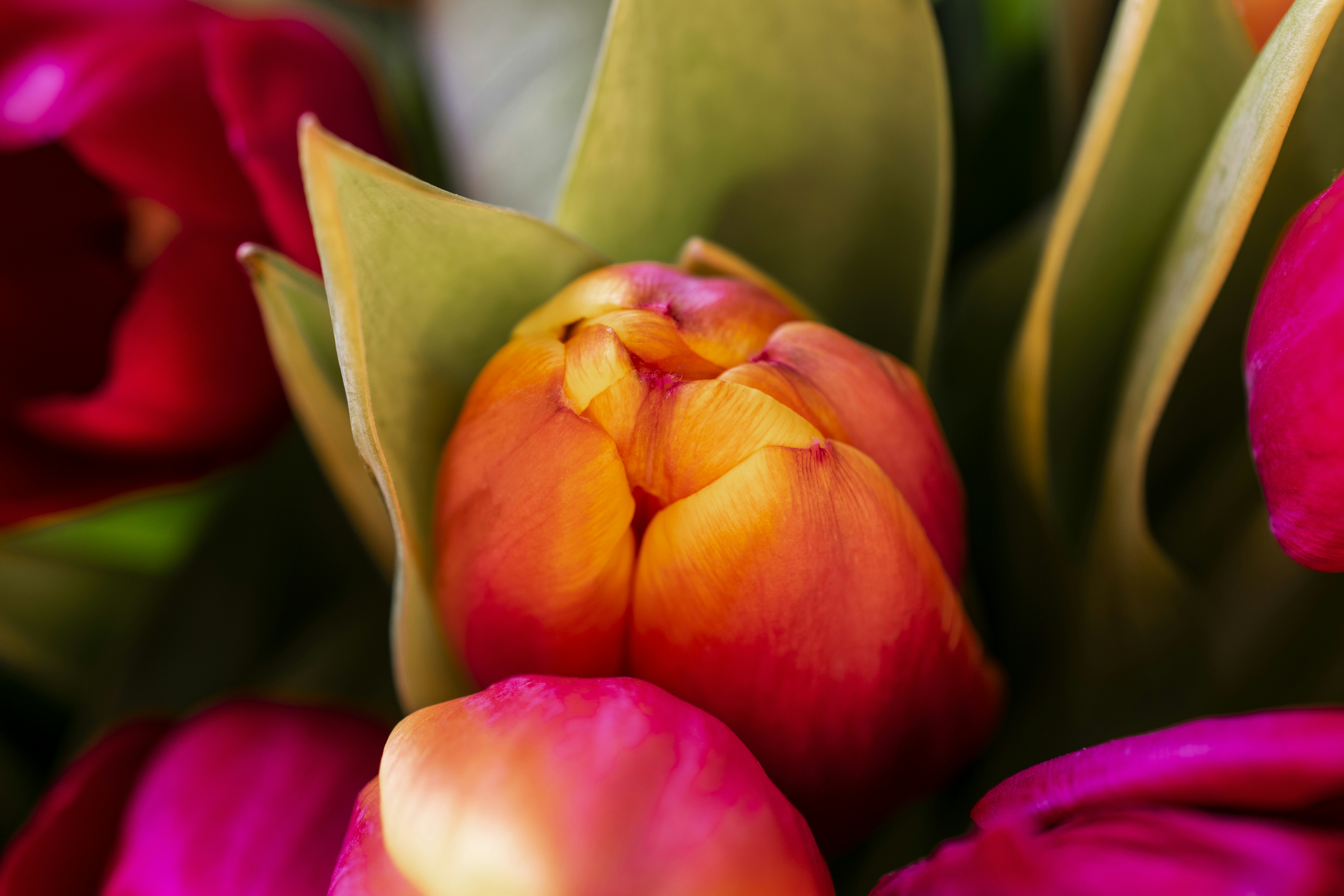 Fotografía de enfoque selectivo de flores rosas y moradas