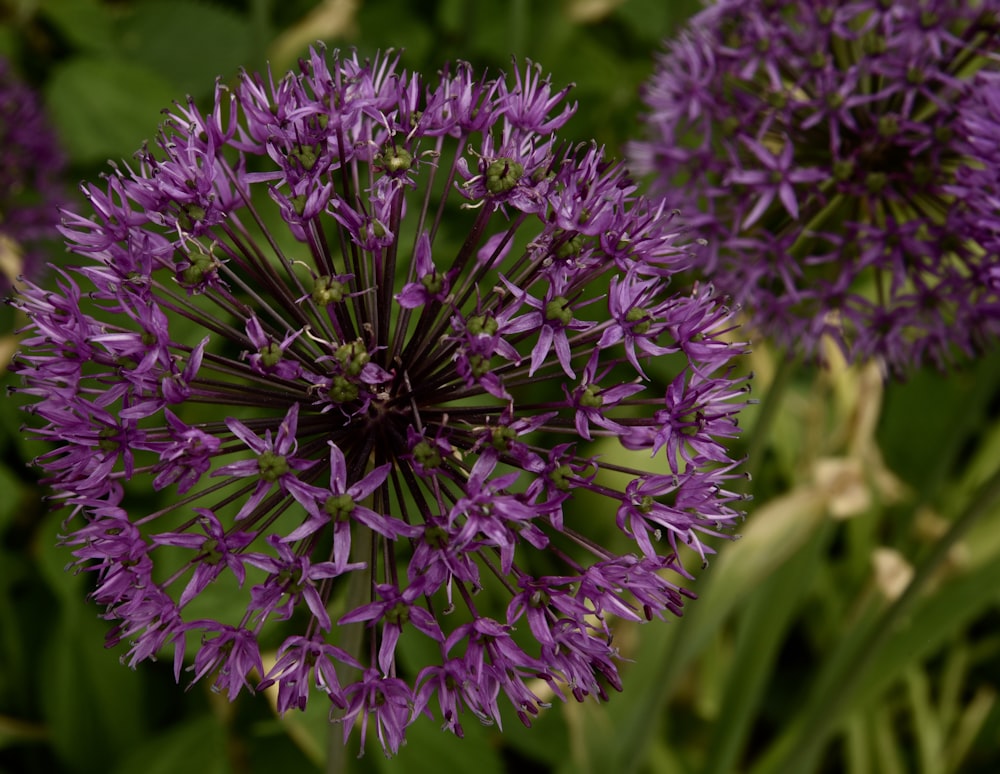 Selektive Fokusfotografie von violetten Blüten