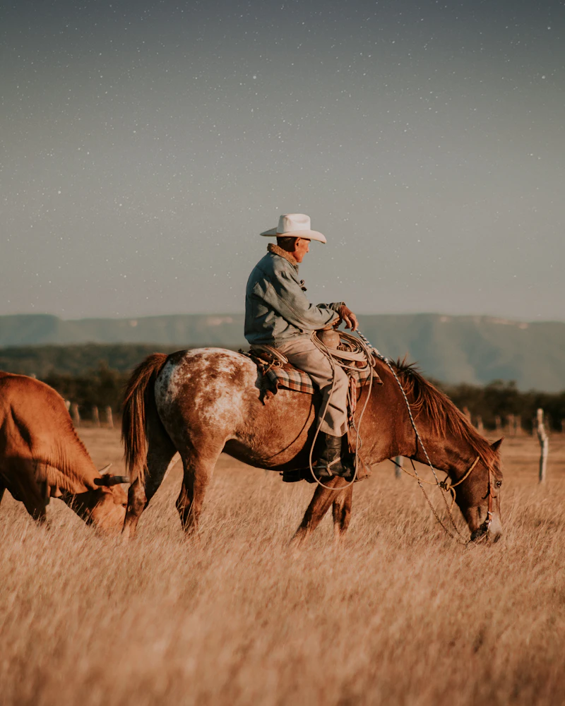A rider on a horse on a brown grass field
