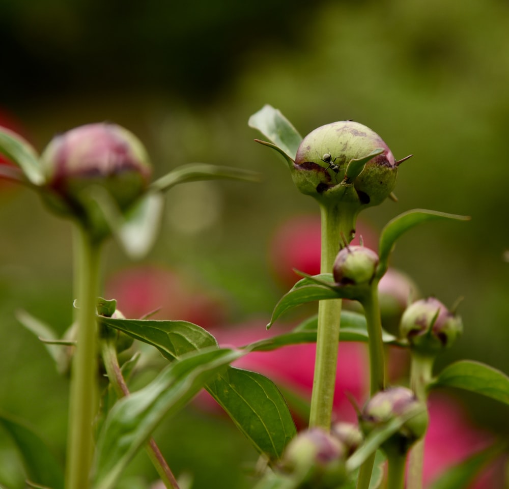 selective focus photo of green-leafed plant