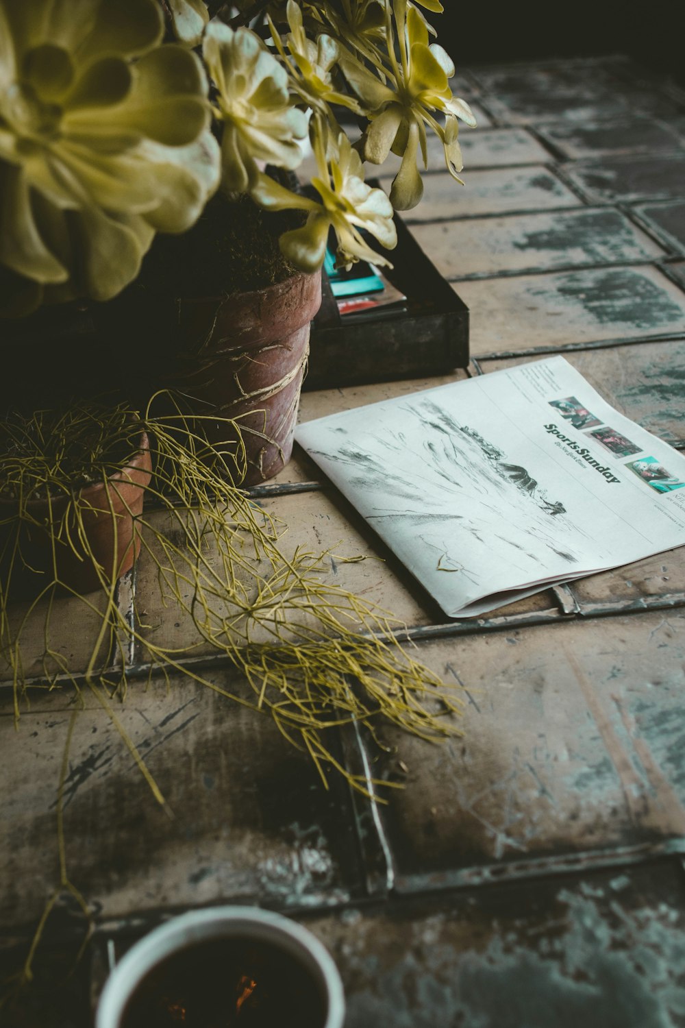 newspaper beside plant