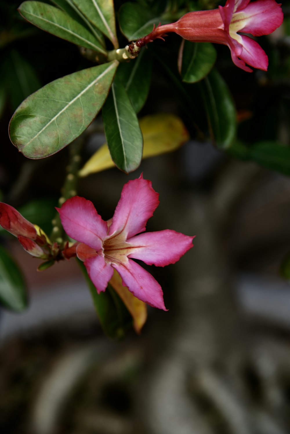 selective focus photography of pink-petaled flower