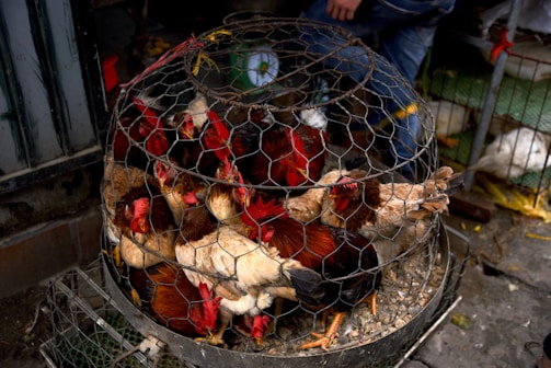 A group of chickens is tightly packed inside a wire cage. The chickens have a mix of red, brown, and white feathers. The scene appears to be outdoors, possibly in a market setting, with rough concrete flooring and scattered small items. Part of a person's leg, dressed in jeans, is visible behind the cage.