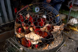 A group of chickens is tightly packed inside a wire cage. The chickens have a mix of red, brown, and white feathers. The scene appears to be outdoors, possibly in a market setting, with rough concrete flooring and scattered small items. Part of a person's leg, dressed in jeans, is visible behind the cage.