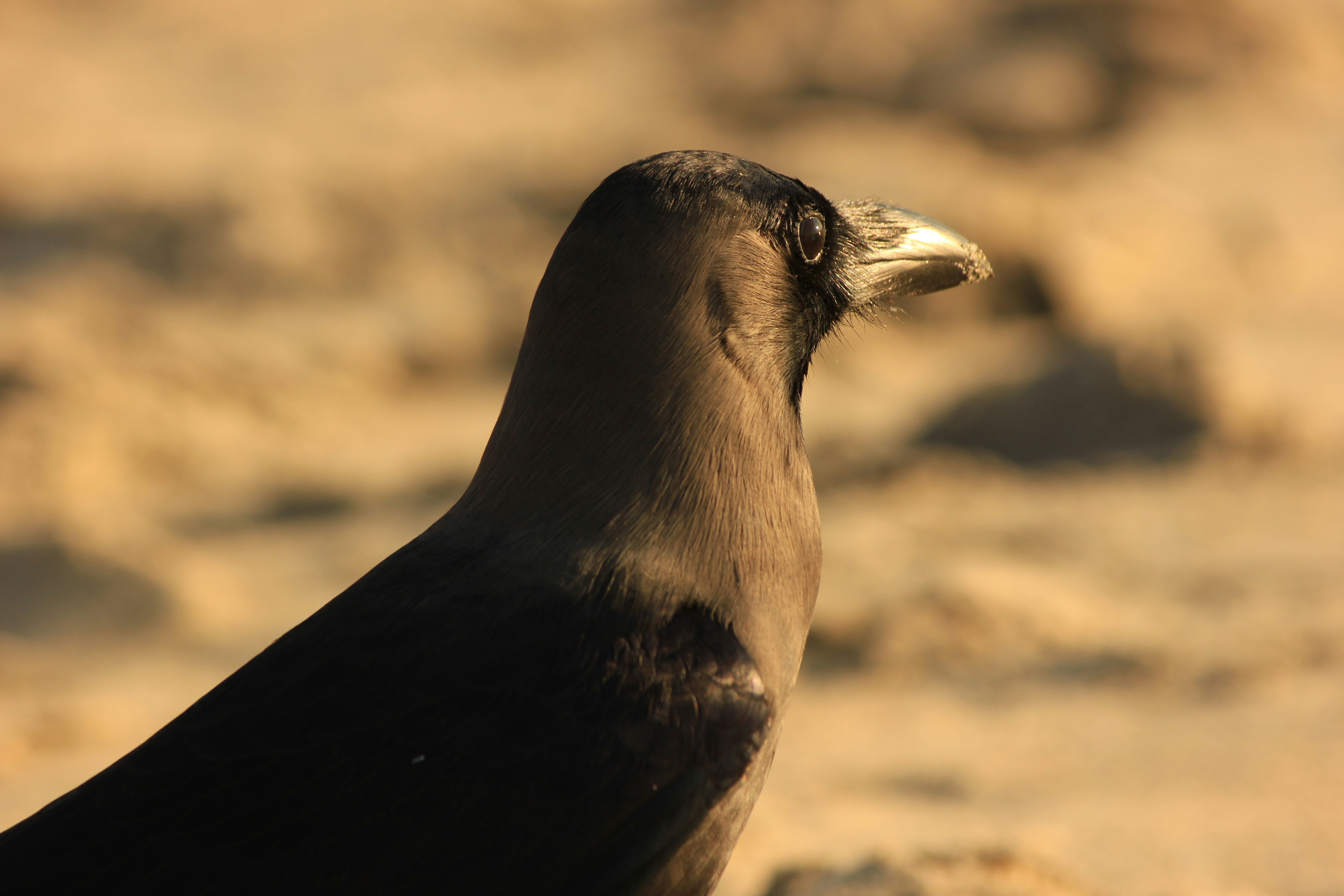 black crow