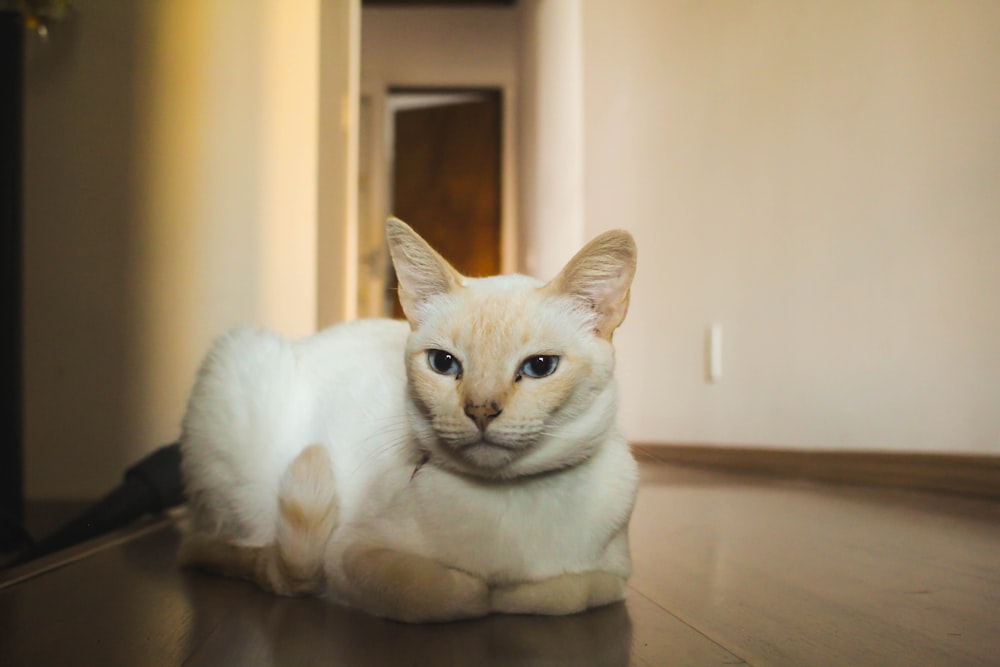 white and brown cat