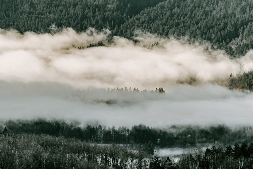 trees and clouds