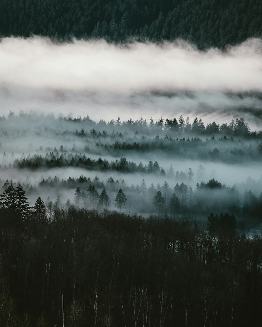 alberi coperti dalla nebbia