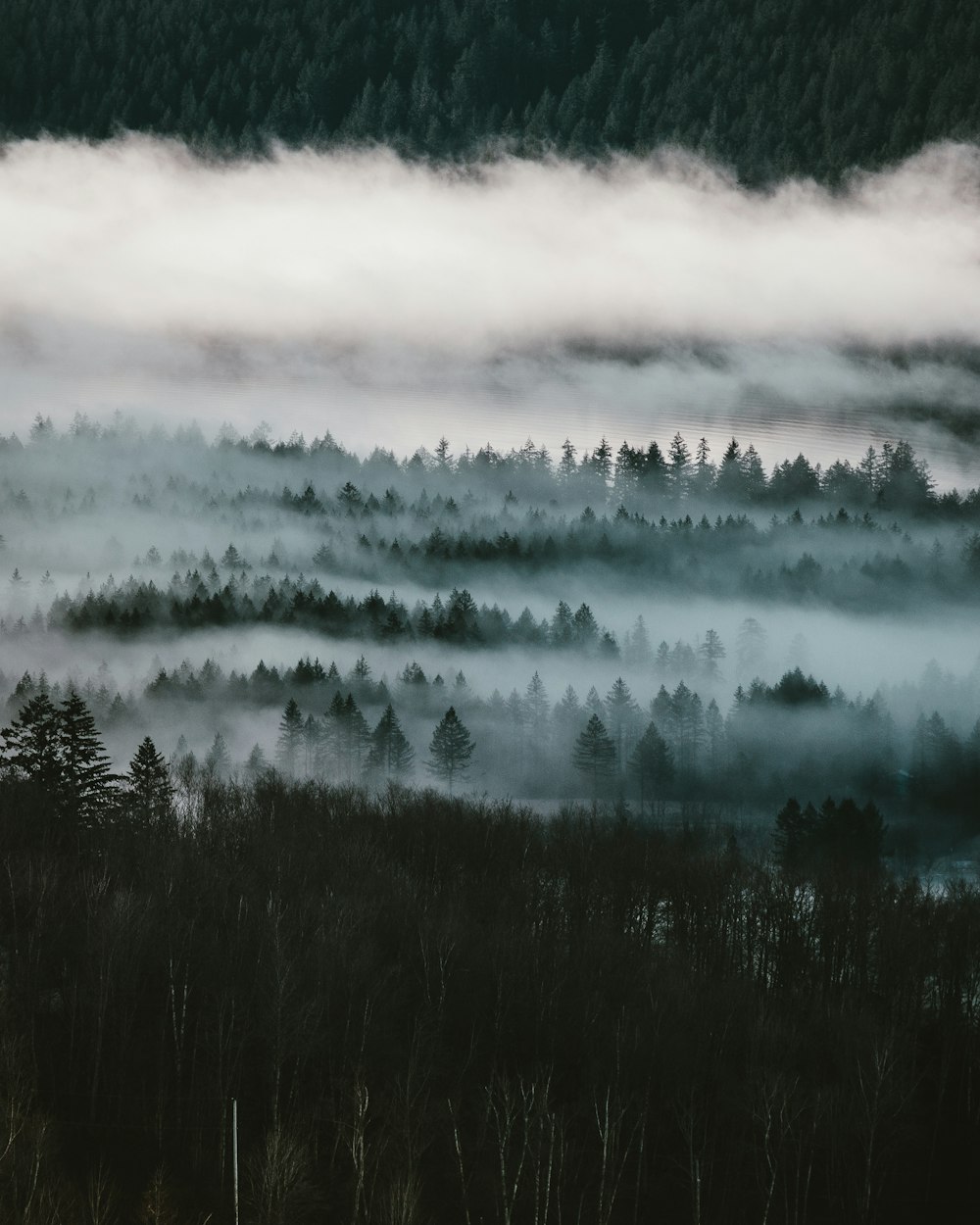 trees covered by fog