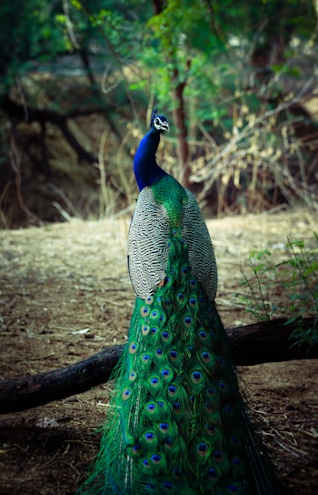 male green and blue peacock