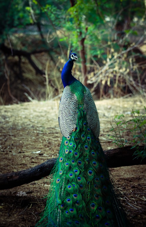 male green and blue peacock