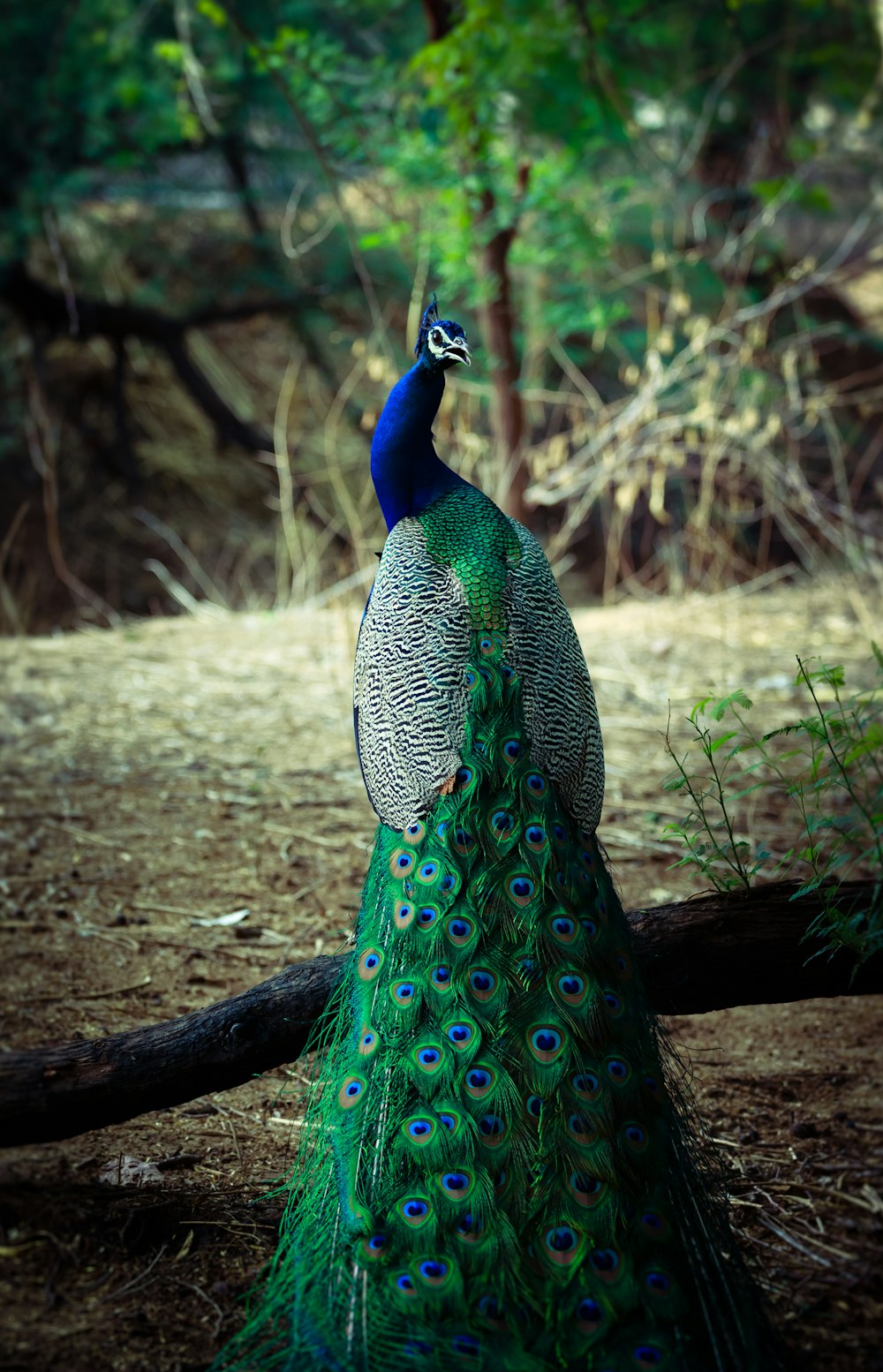 Pavão verde e azul macho