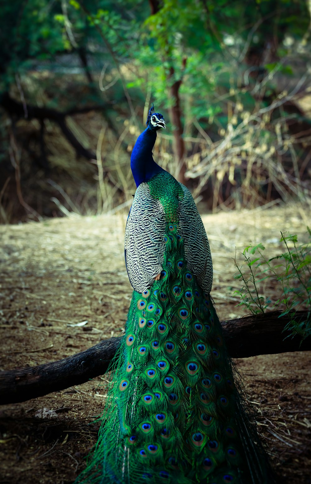 Pavo real macho verde y azul