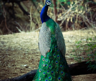 male green and blue peacock