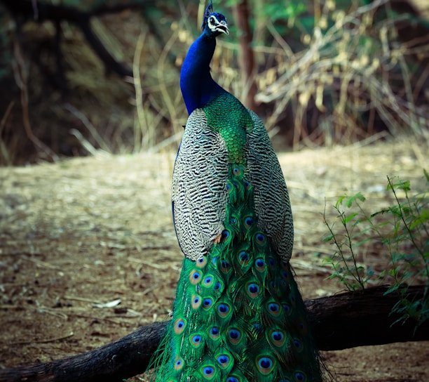 male green and blue peacock