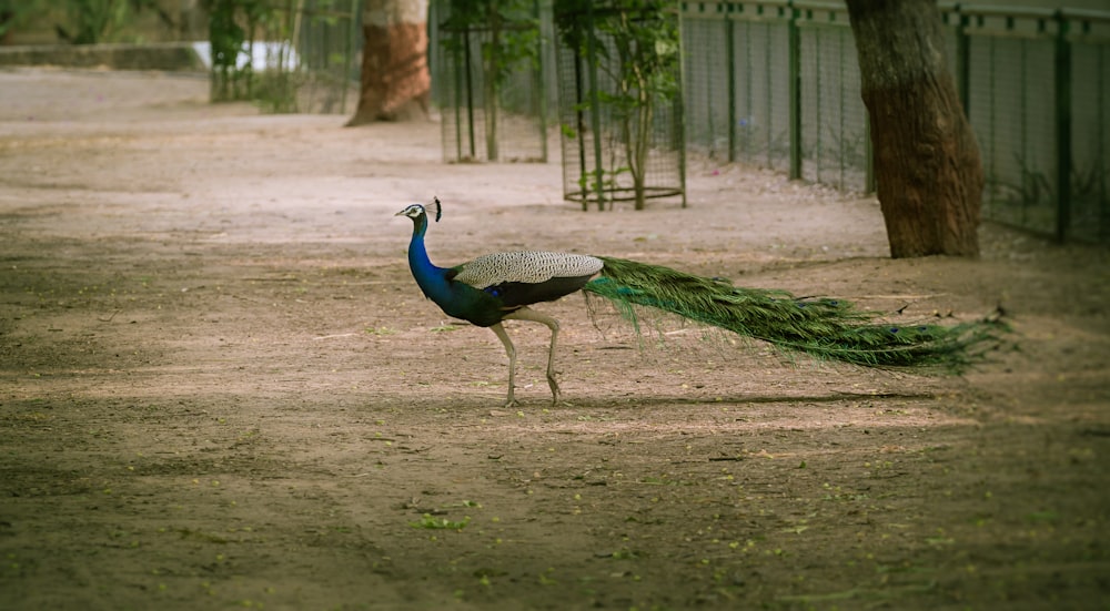 Indian peafowl