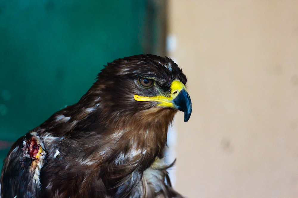 selective focus photography of eagle