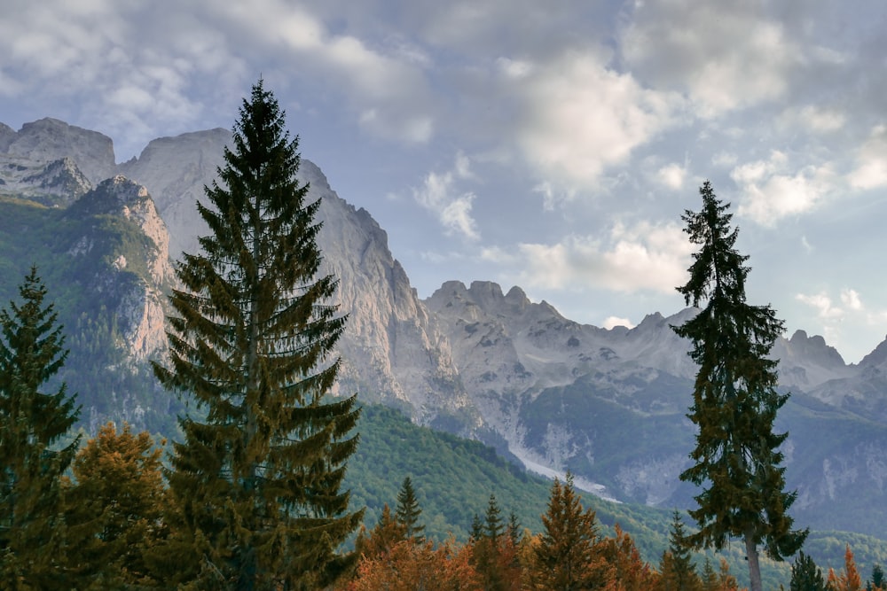 green pine tree under nimbus clouds