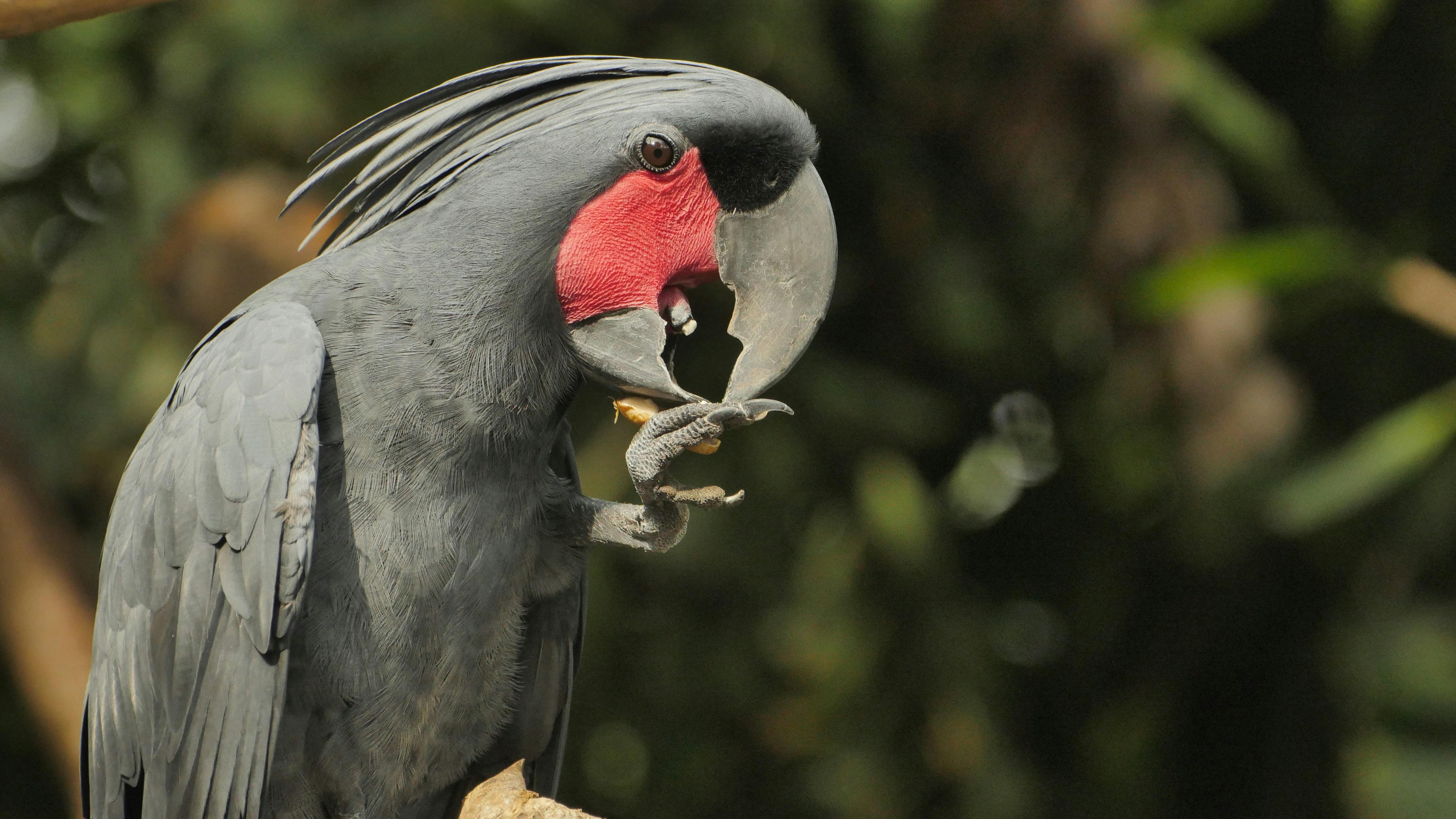 Black Palm Cockatoo Lifespan