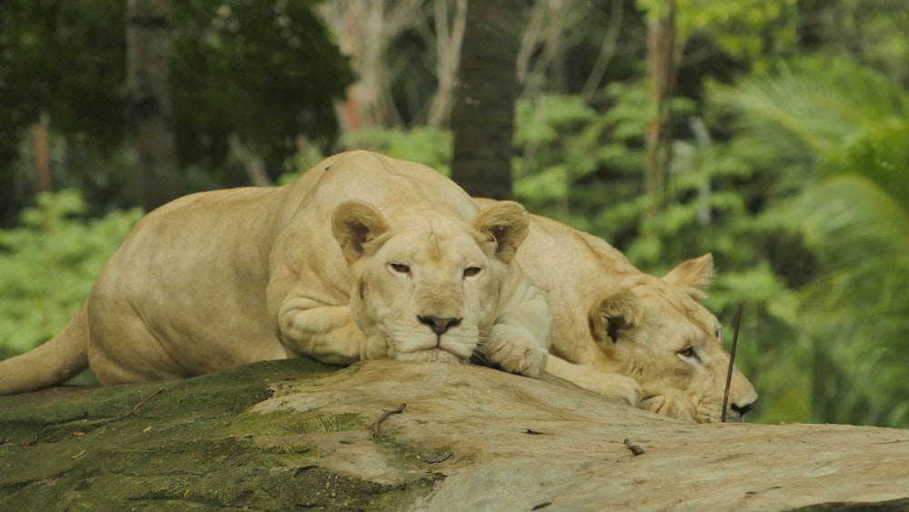 two lioness lying on rock