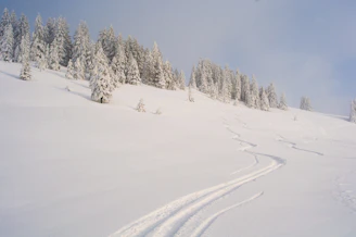 A crisp winter scene of fresh ski tracks carving through untouched snow beneath towering firs.