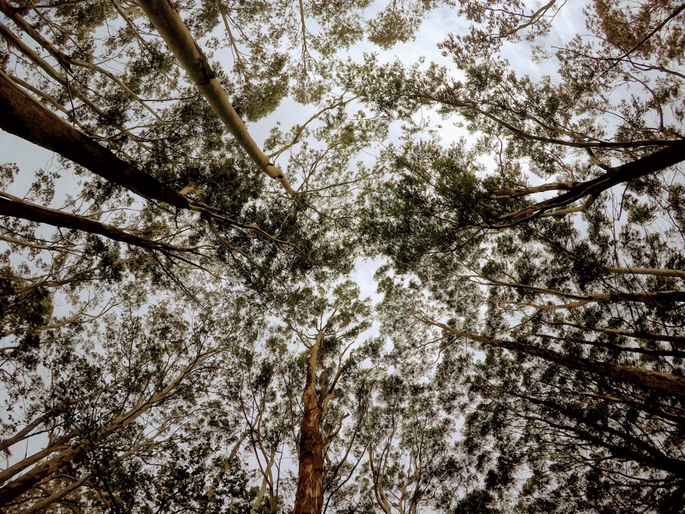 low angle photo of tree foliage