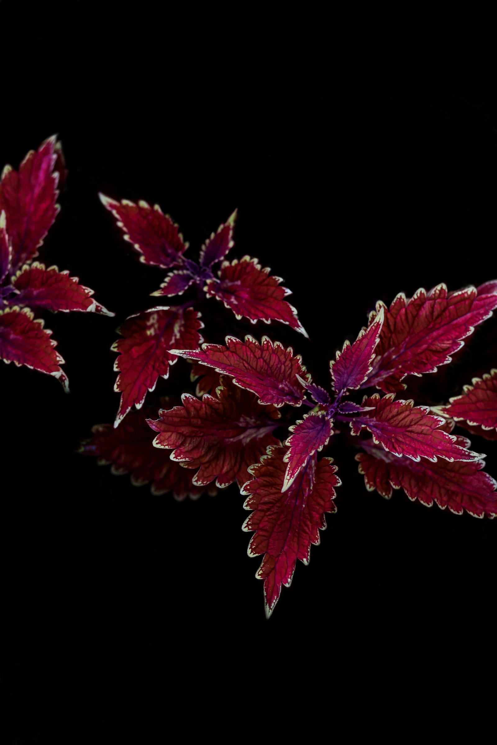 Canon EOS 5DS + Canon EF 85mm F1.8 USM sample photo. Red-leaf plant photography
