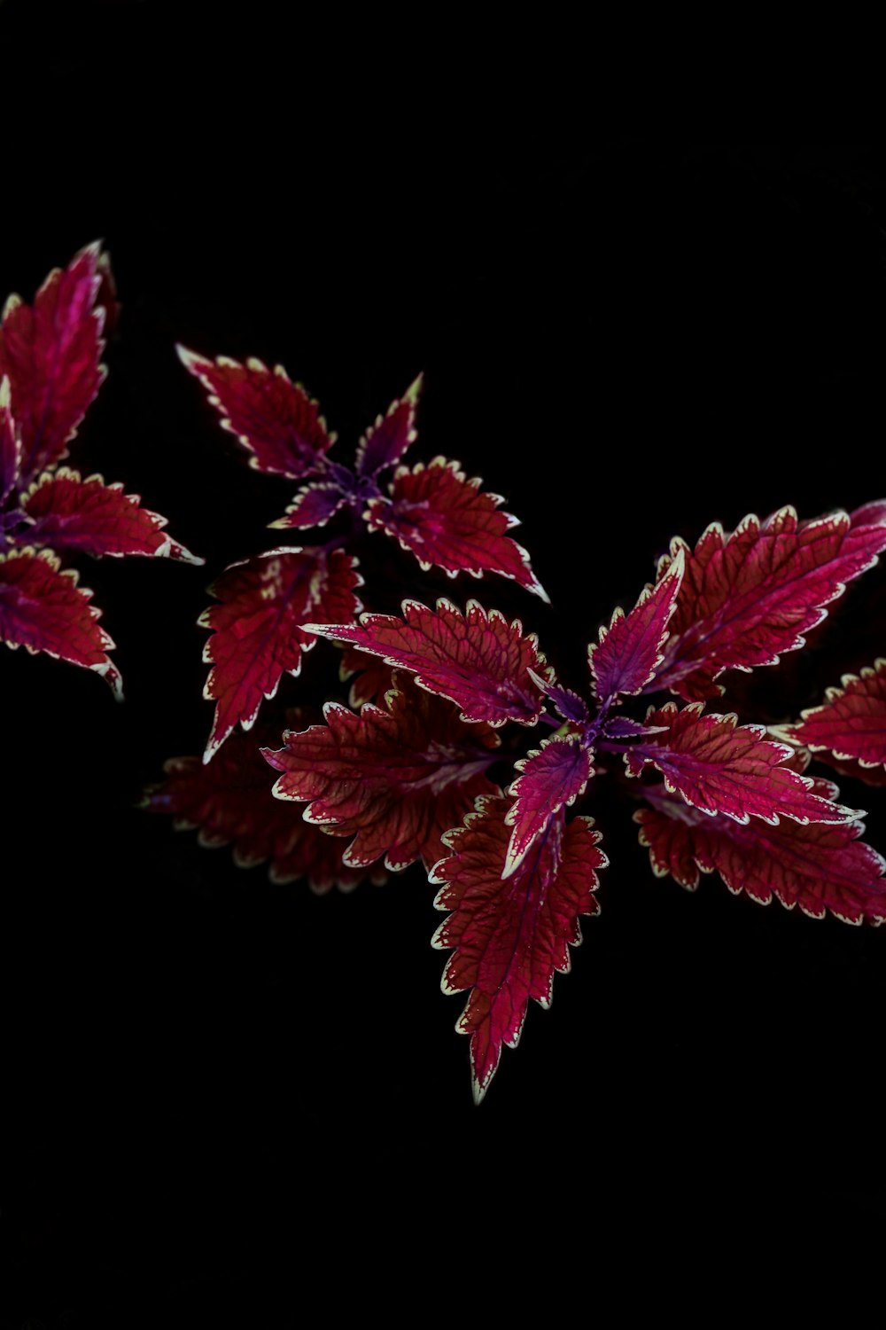 red-leaf plant