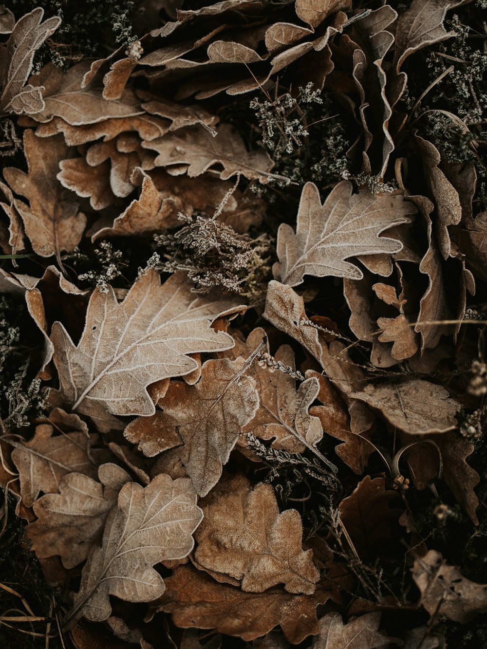 Affichage de feuilles séchées brunes