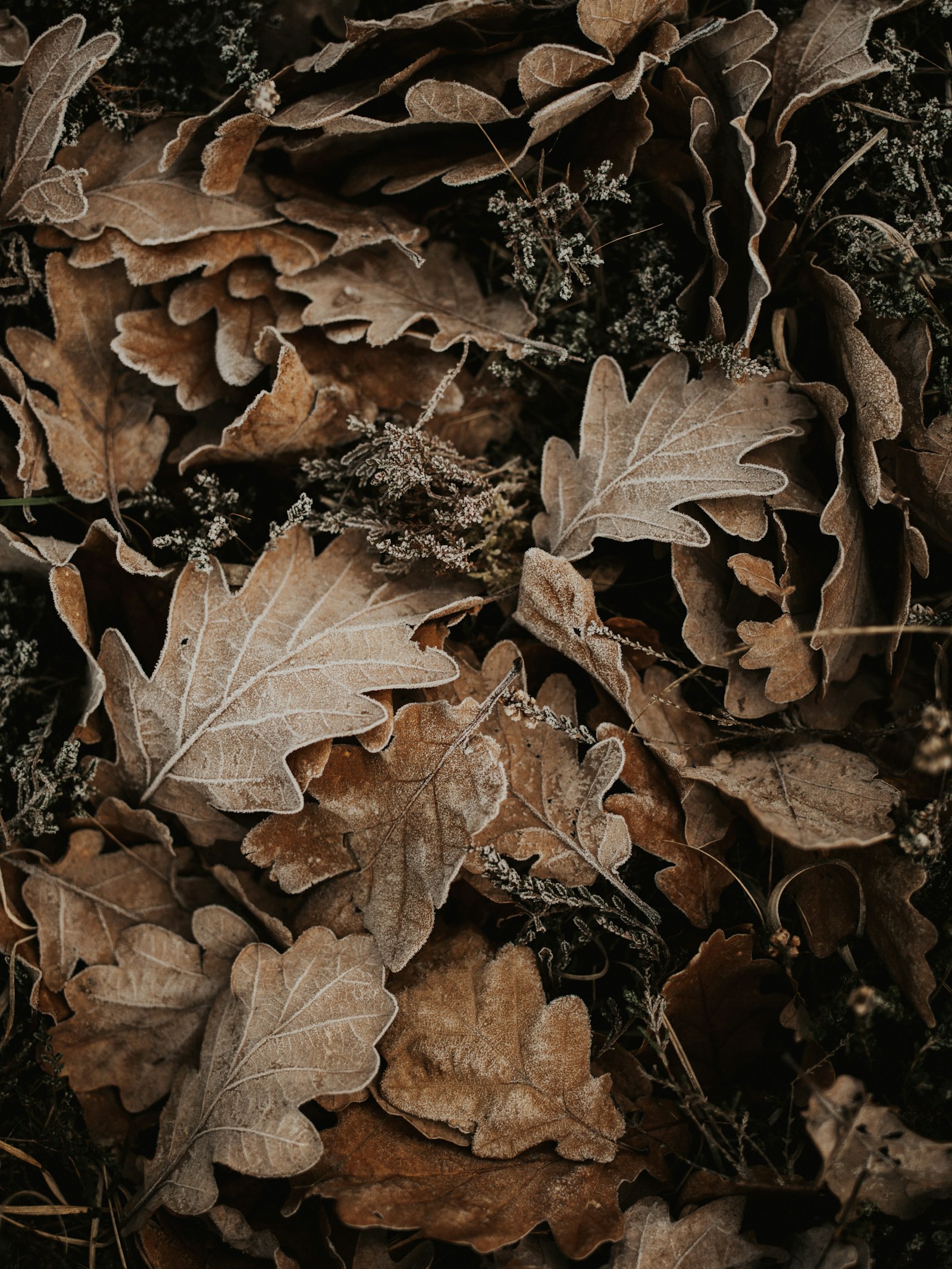 Pentax smc D FA 645 55mm F2.8 AL (IF) SDM AW sample photo. Brown dried leaves display photography